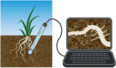 Deciphering the biological processes in root hairs required for N-self-fertilizing cereals